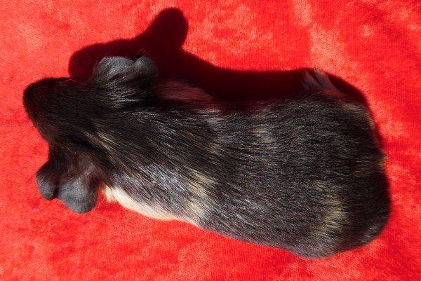 Marsvin Koreskas JUST LIKE MARION billede 12