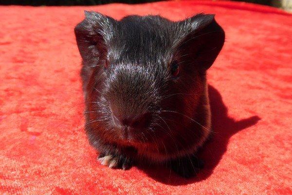 Marsvin Koreskas JUST LIKE MARION billede 10