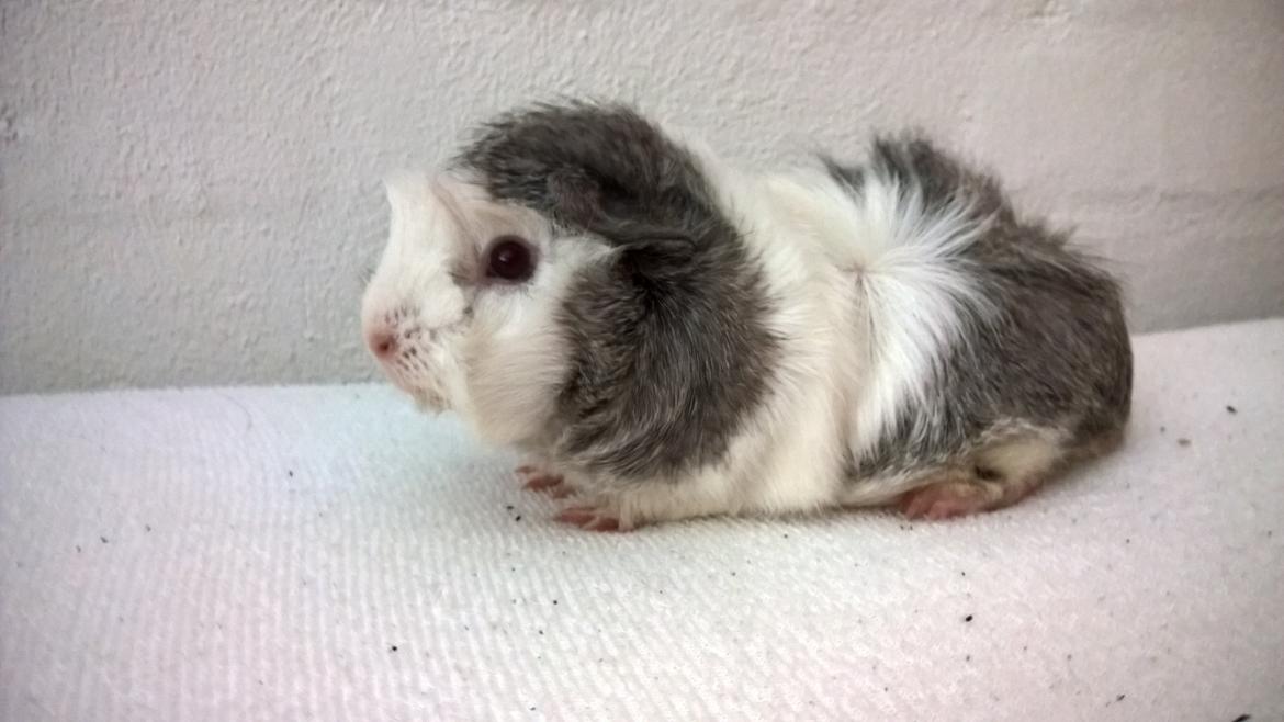 Marsvin Mew billede 31