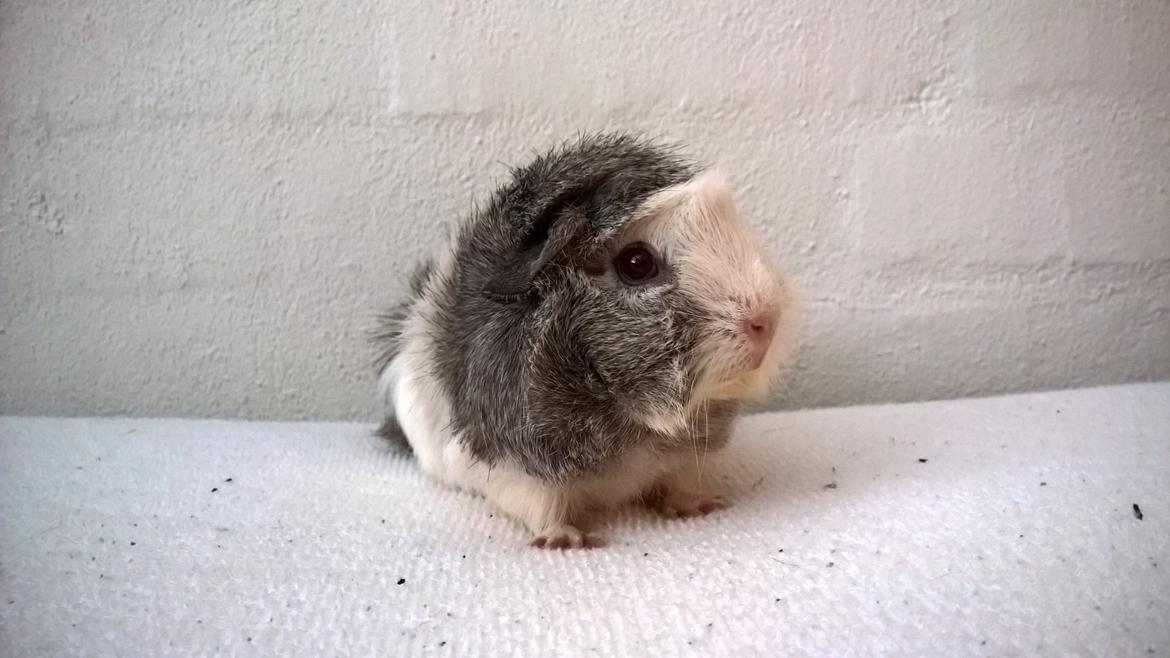 Marsvin Mew billede 29