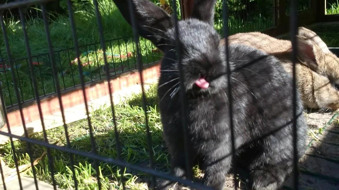 Kanin Scherrebecks Villain Poison Ivy billede 3