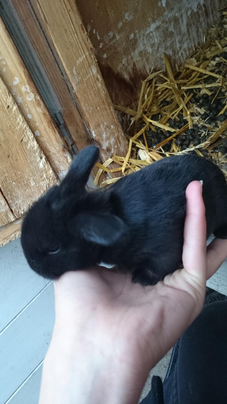 Kanin Scherrebecks Villain Poison Ivy billede 5