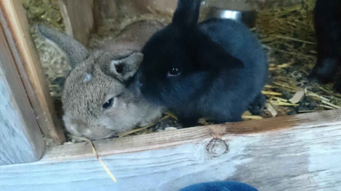 Kanin Scherrebecks Villain Poison Ivy billede 6