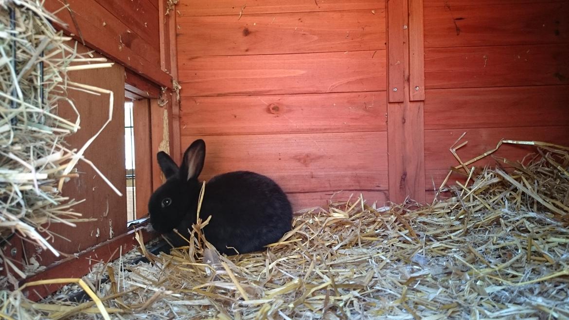 Kanin Scherrebecks Villain Poison Ivy billede 4