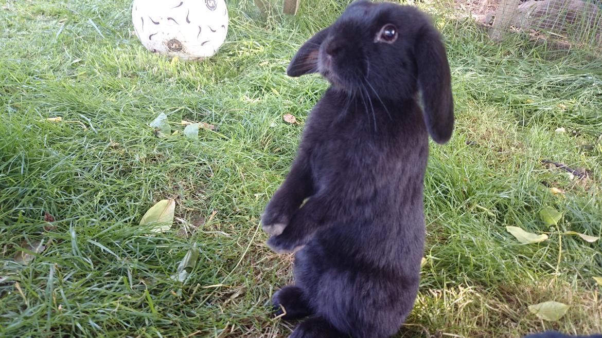 Kanin Scherrebecks Villain Poison Ivy billede 1