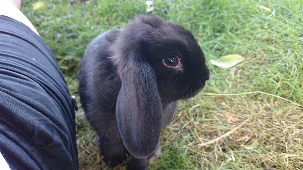 Kanin Scherrebecks Villain Poison Ivy billede 2