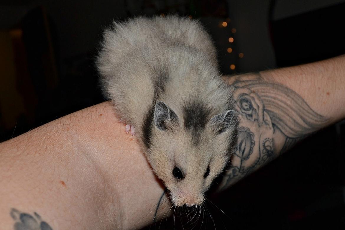 Hamster Fischers Cruella De'vil  billede 8