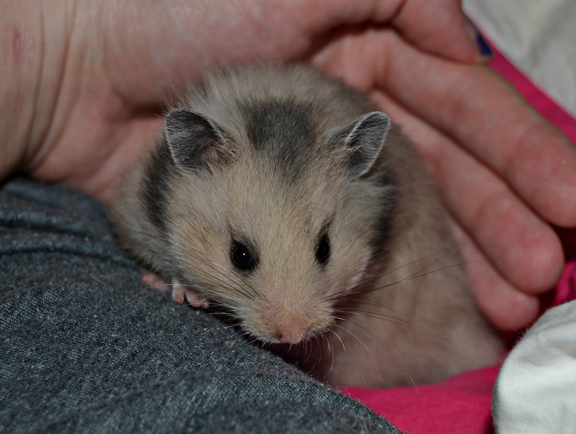 Hamster Fischers Cruella De'vil  billede 4