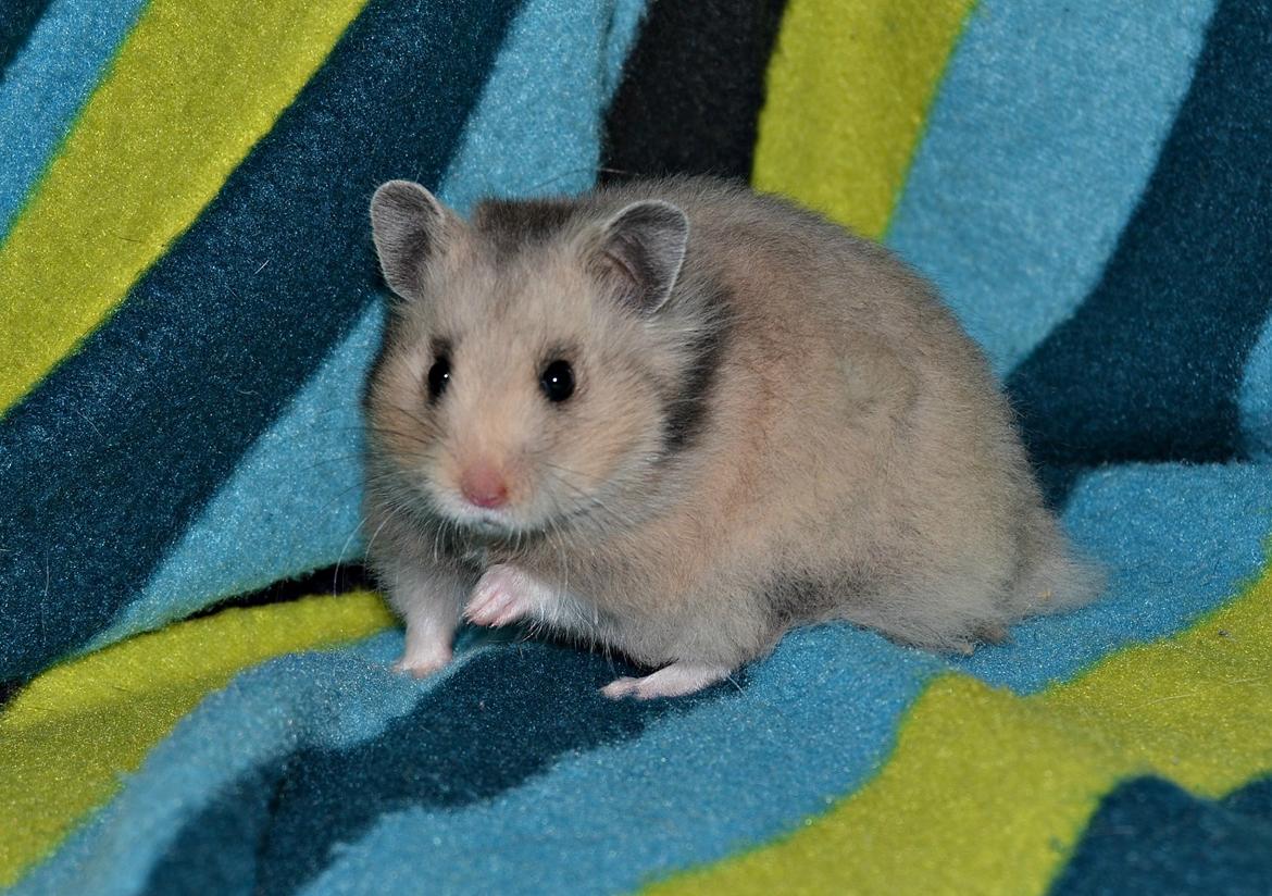 Hamster Fischers Cruella De'vil  billede 6