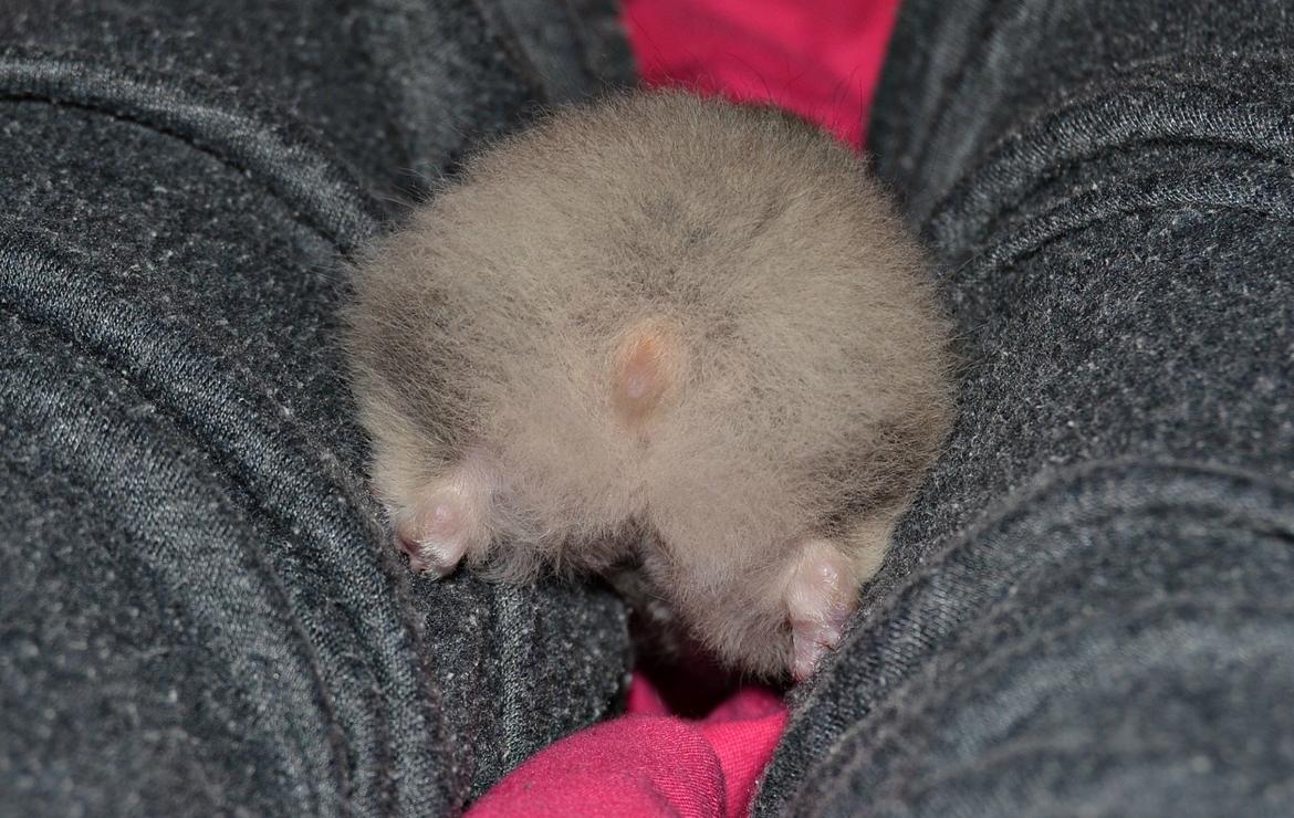 Hamster Fischers Cruella De'vil  billede 12