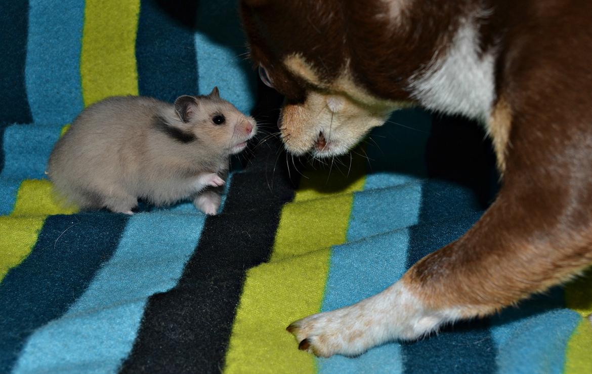 Hamster Fischers Cruella De'vil  billede 10
