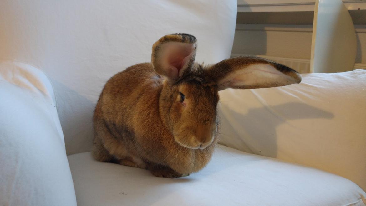 Kanin Betty billede 1