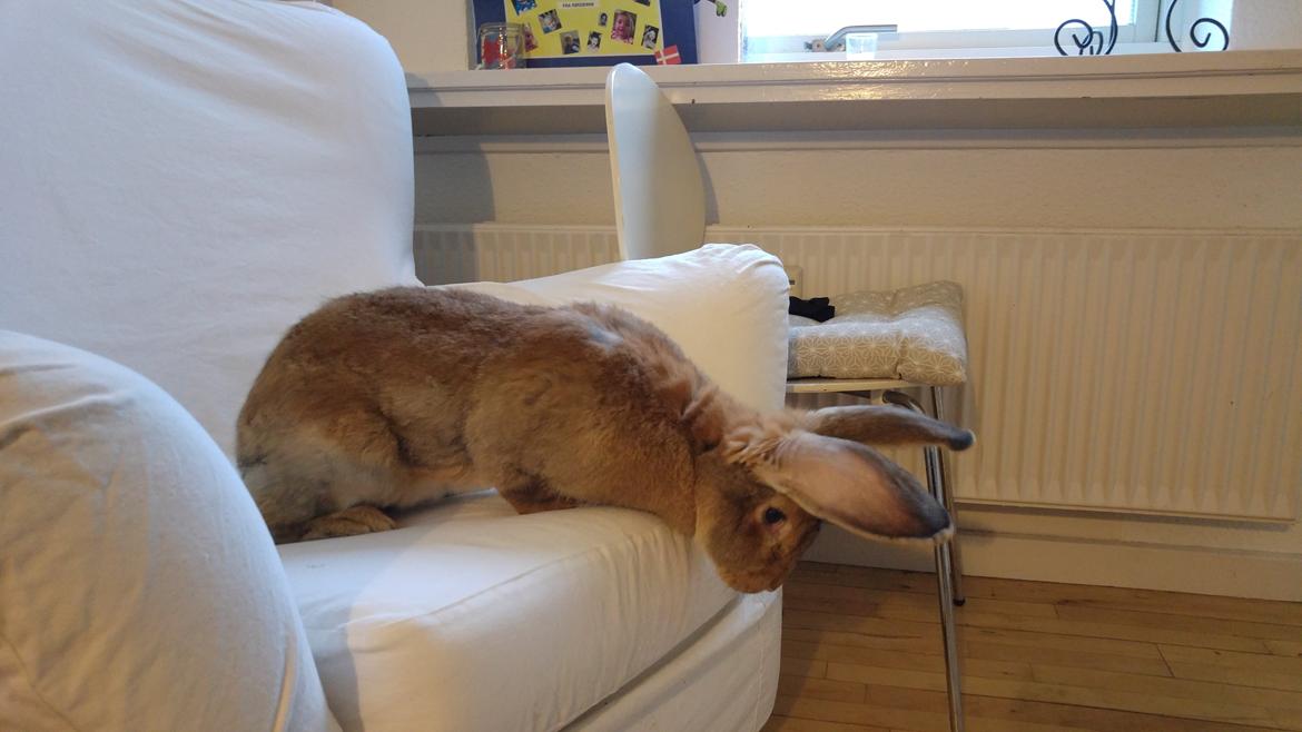 Kanin Betty billede 2