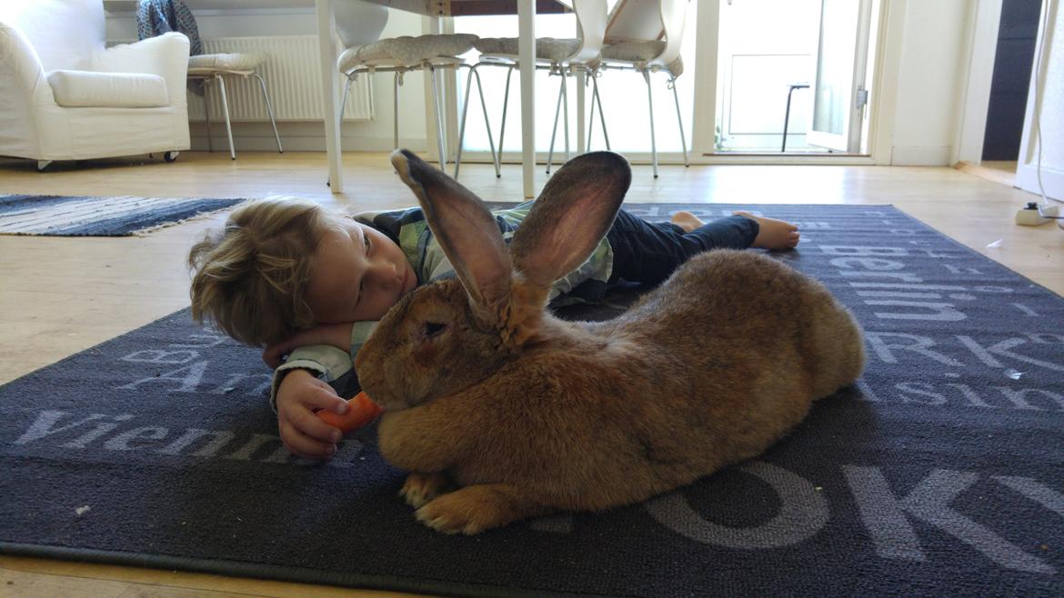 Kanin Betty billede 3