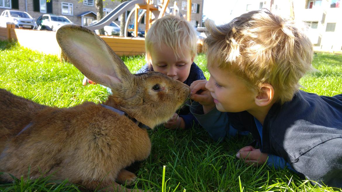 Kanin Betty billede 4