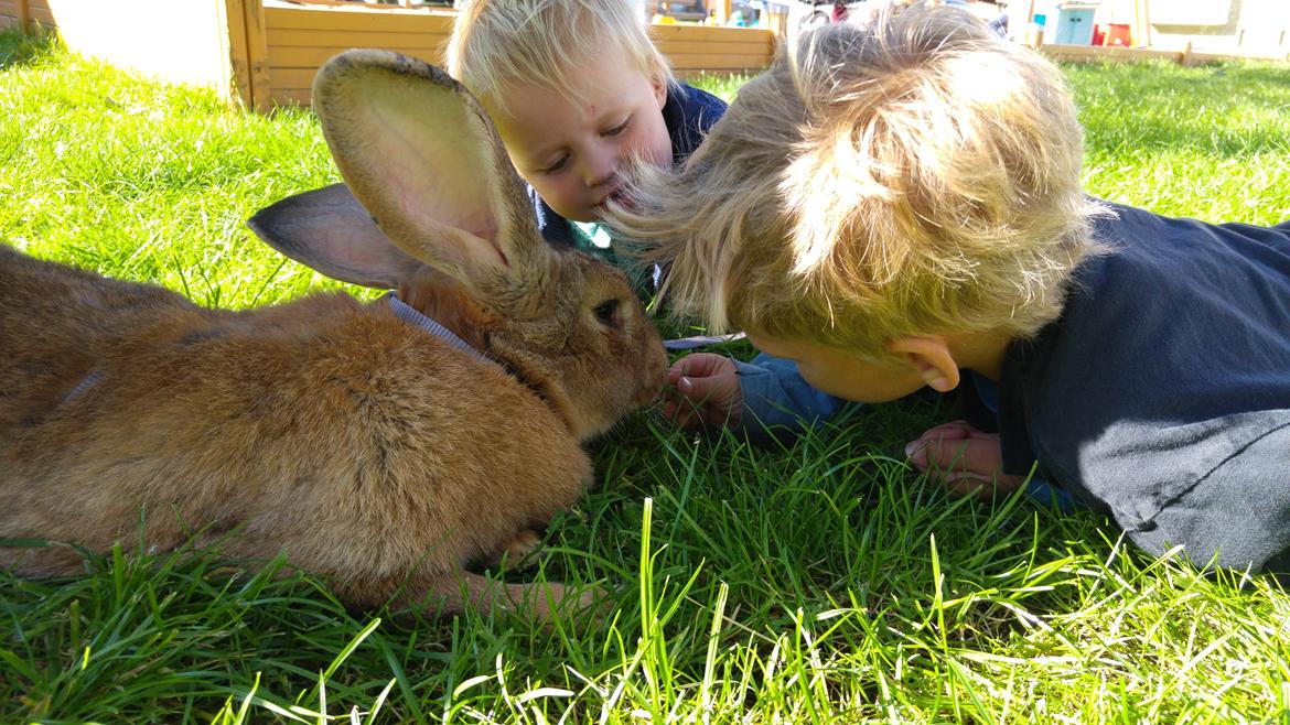 Kanin Betty billede 5