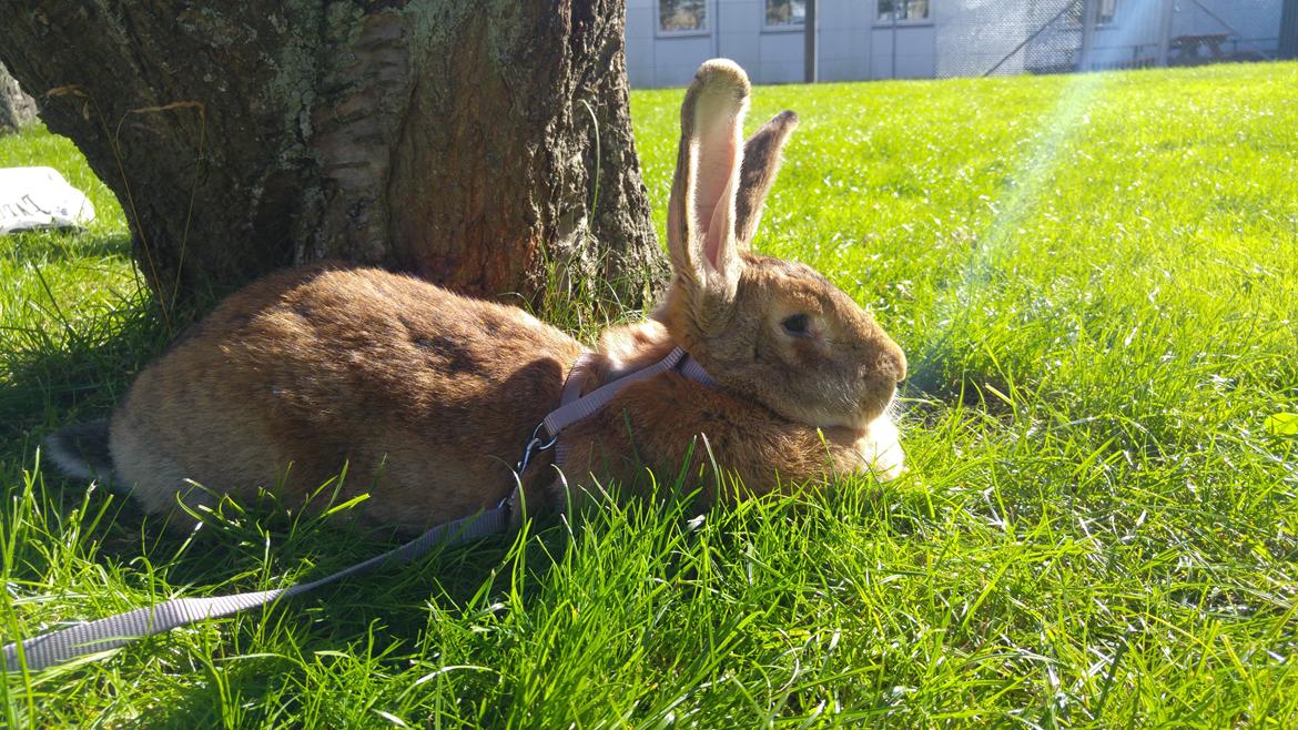 Kanin Betty billede 6