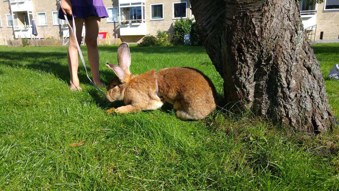 Kanin Betty billede 7