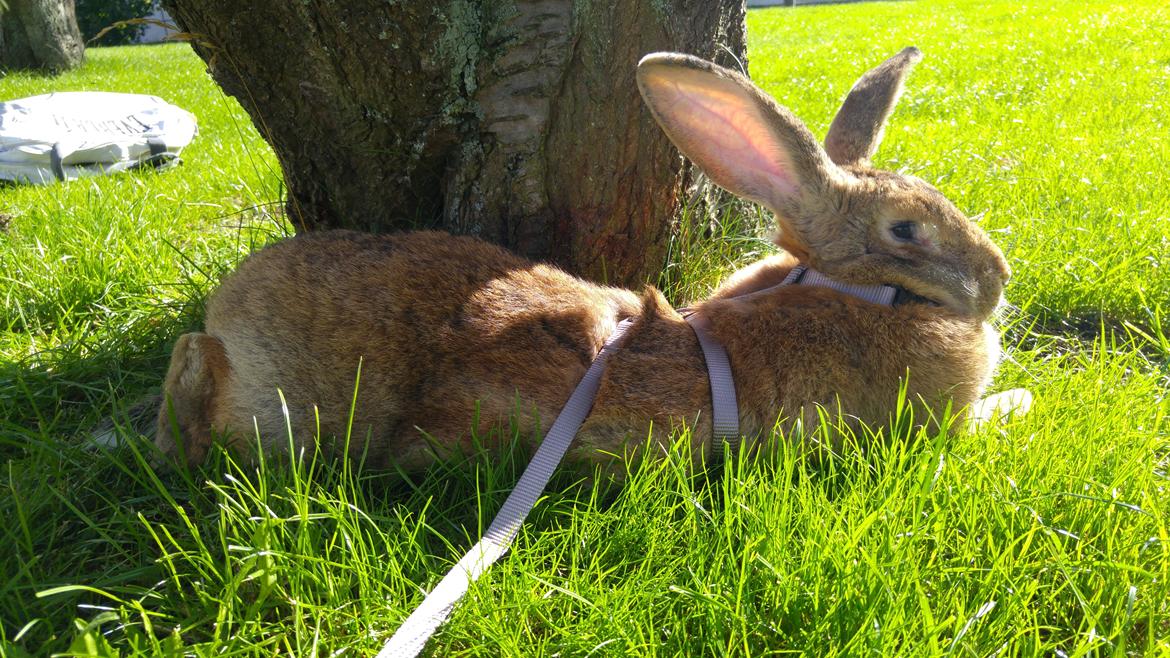 Kanin Betty billede 8