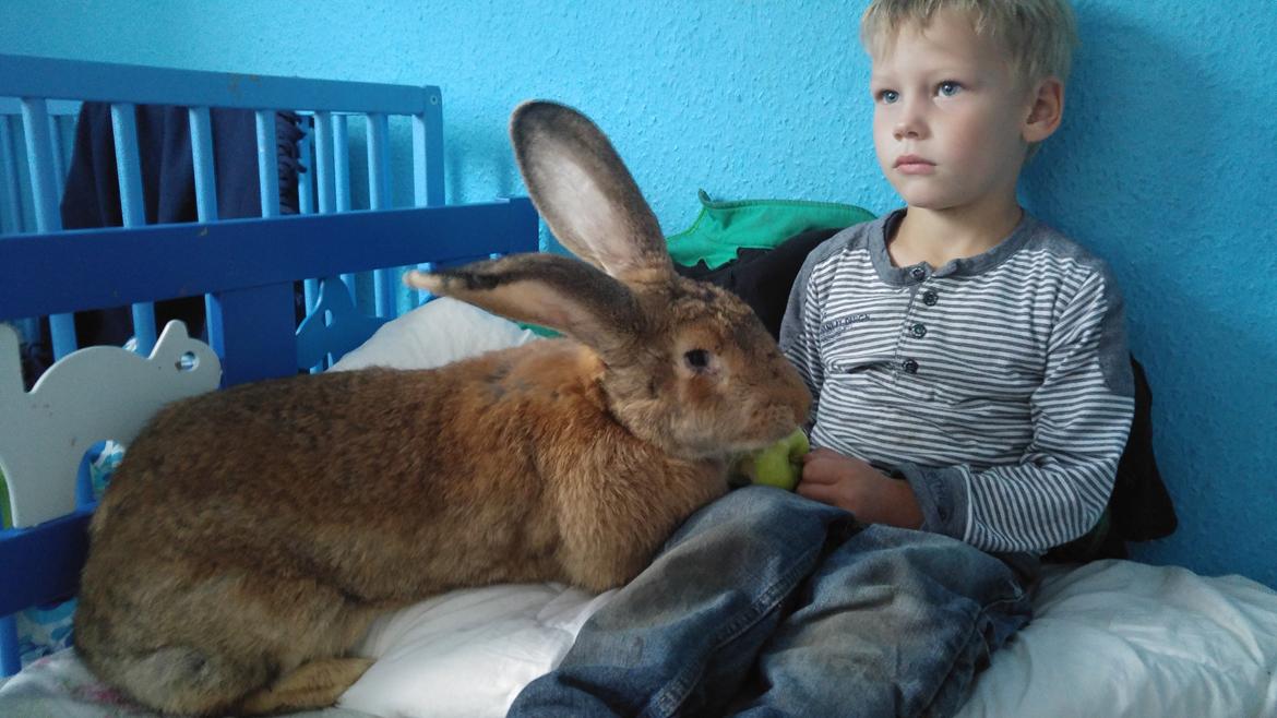 Kanin Betty billede 9