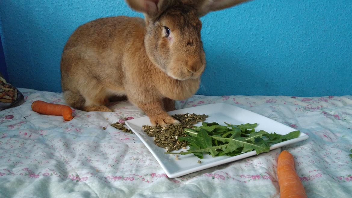 Kanin Betty billede 10