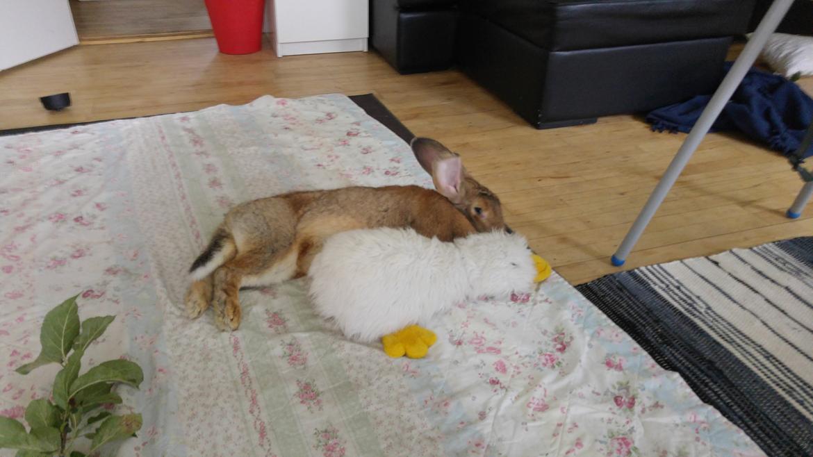 Kanin Betty billede 11