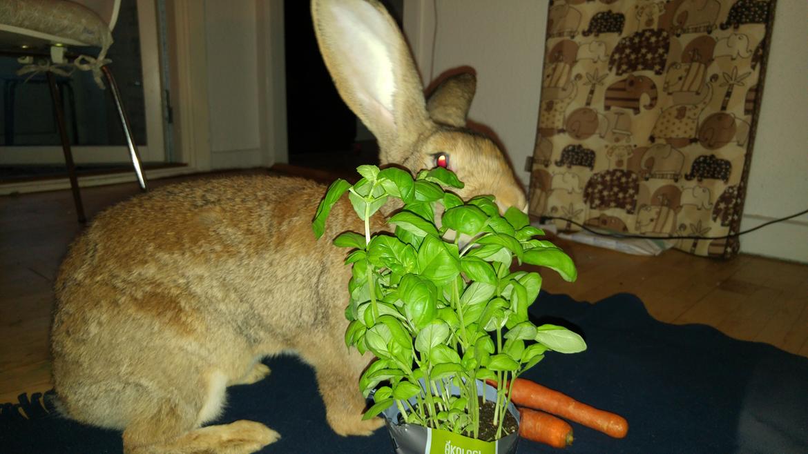 Kanin Betty billede 12