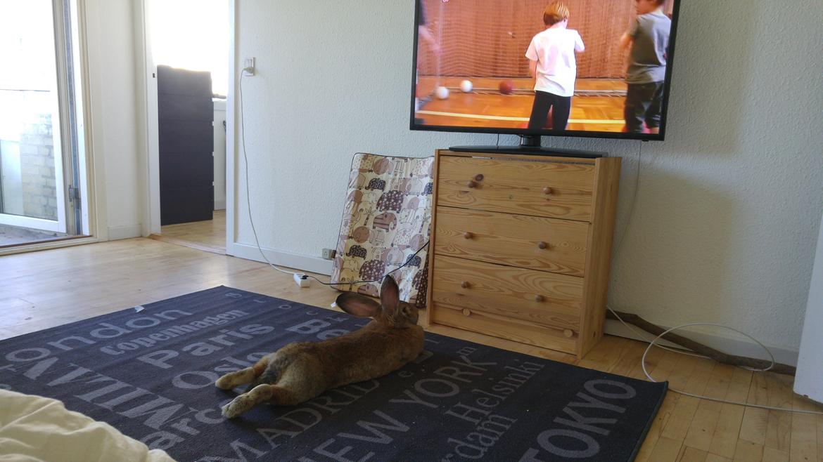 Kanin Betty billede 13