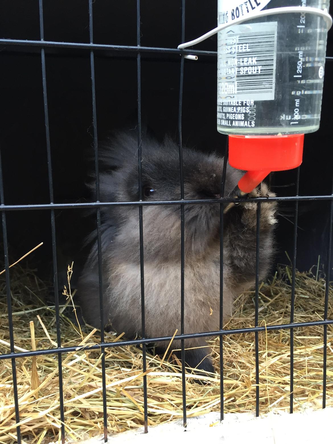 Kanin Mr. grey R.I.P - 2-3 måneder efter fødslen billede 5