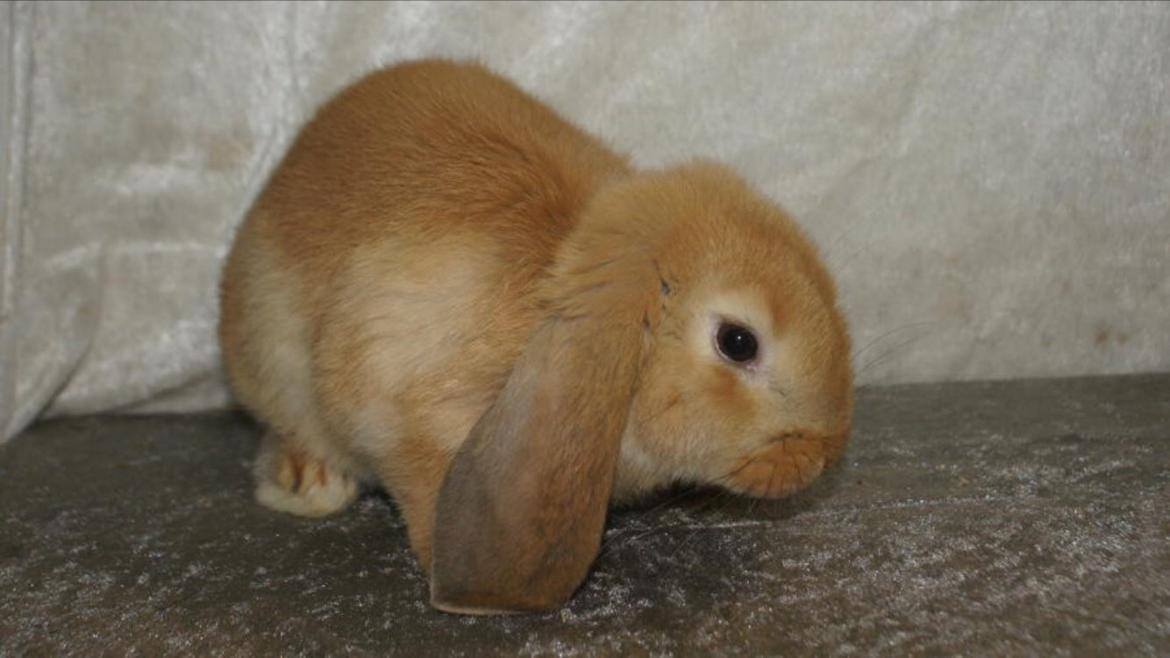 Kanin Albert billede 2