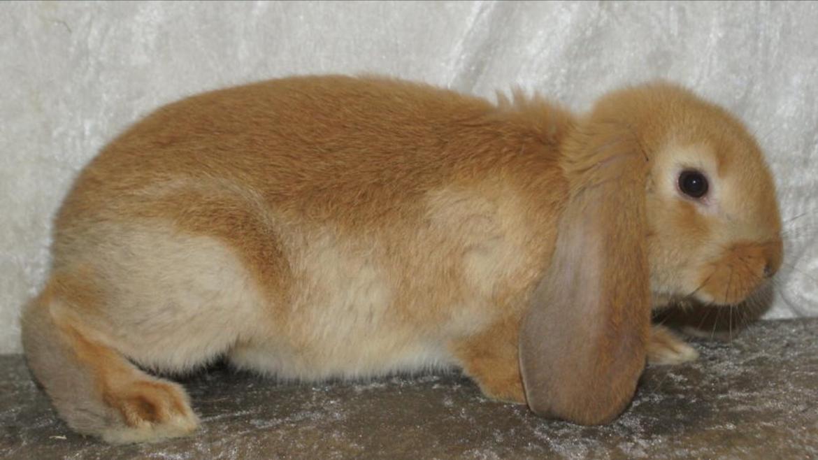 Kanin Albert billede 1