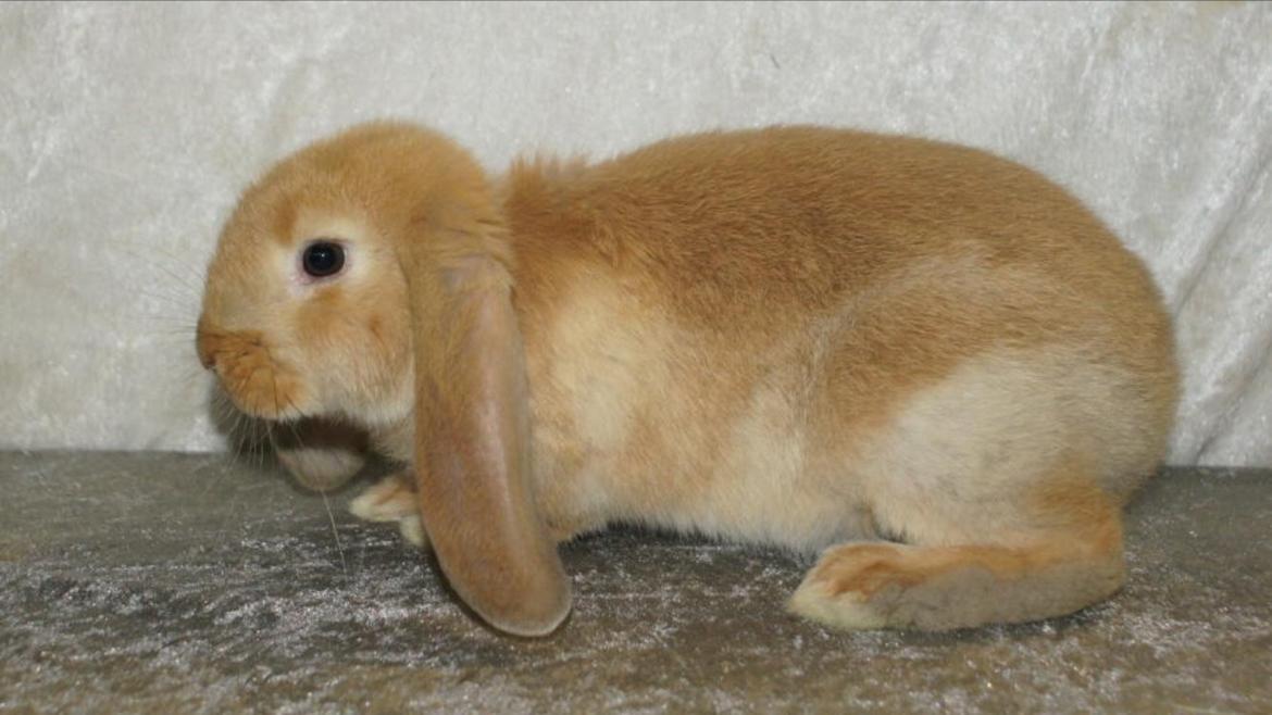 Kanin Albert billede 3