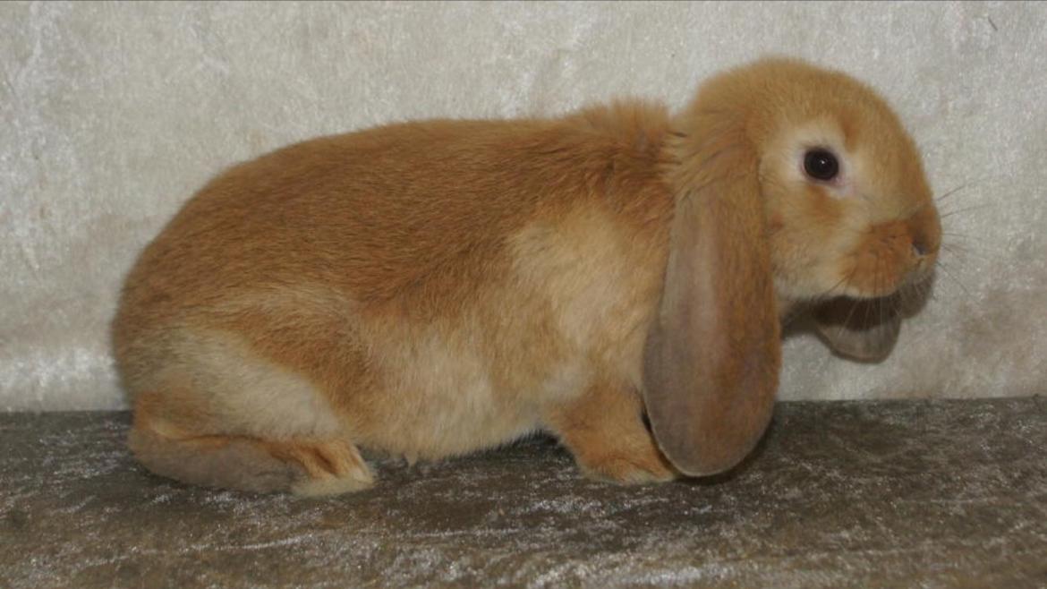 Kanin Albert billede 4