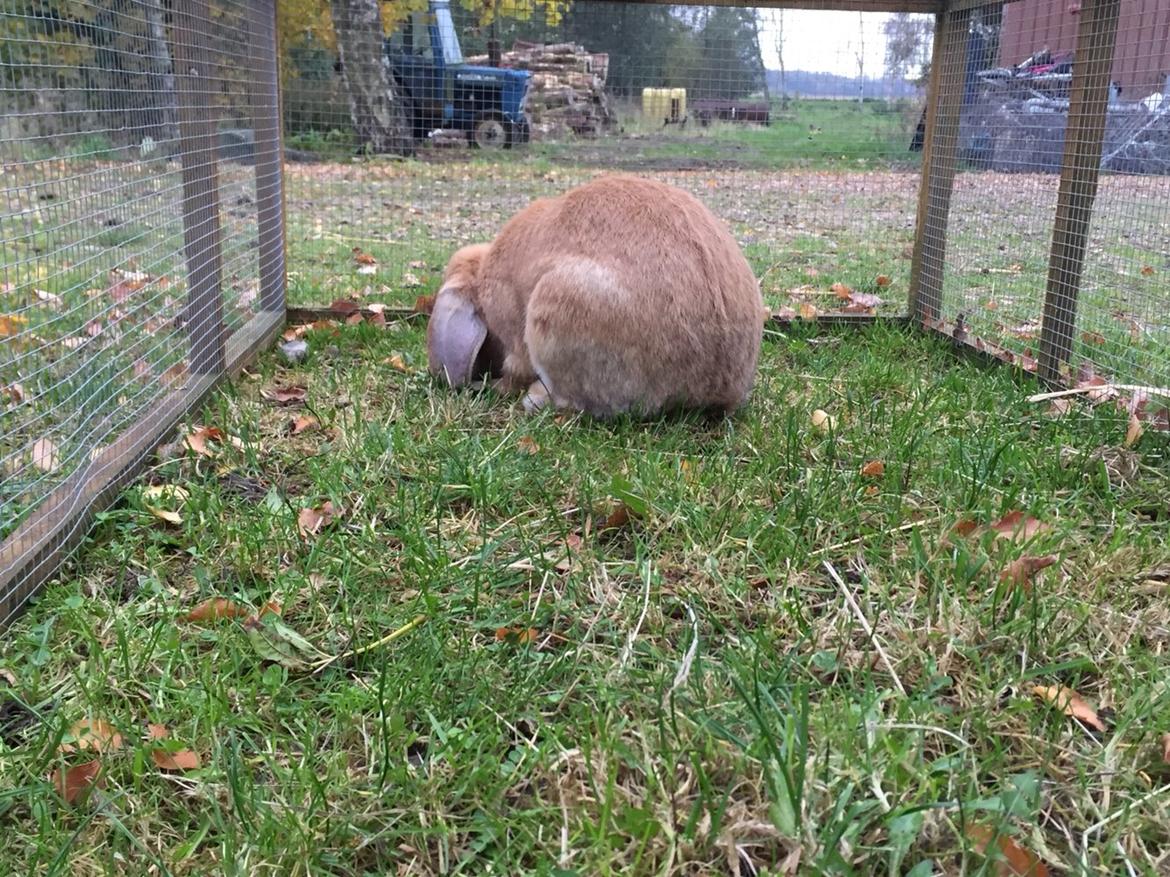 Kanin Albert billede 5