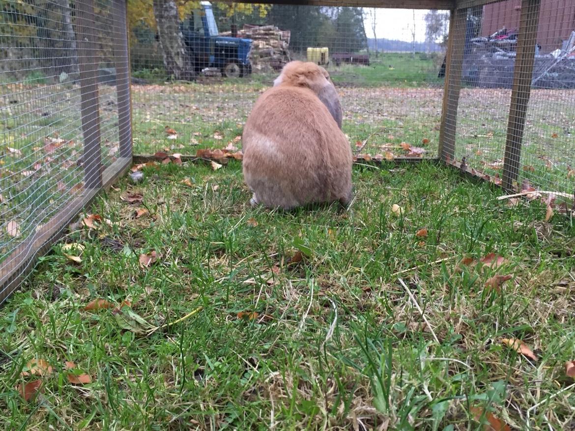 Kanin Albert billede 6