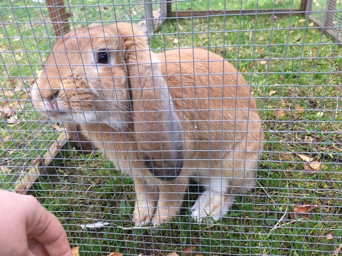 Kanin Albert billede 7