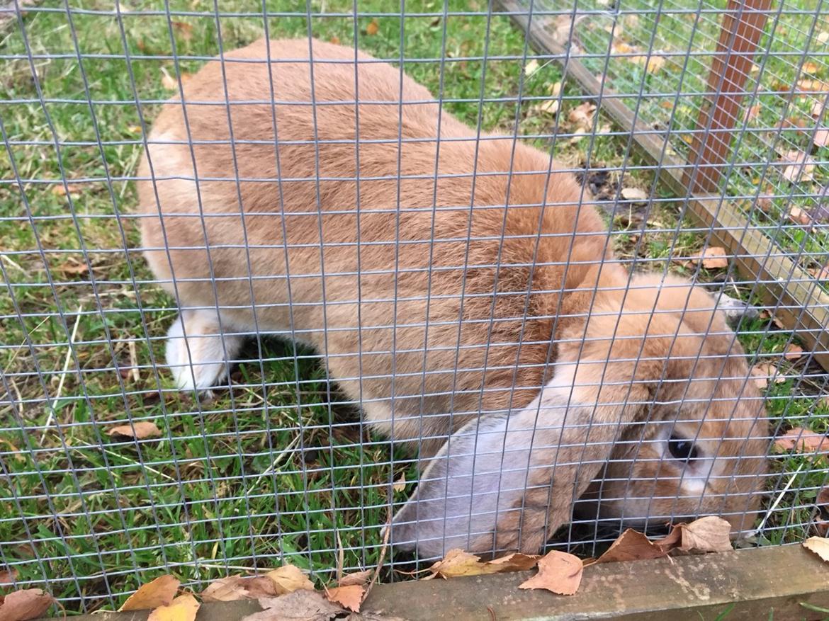 Kanin Albert billede 8