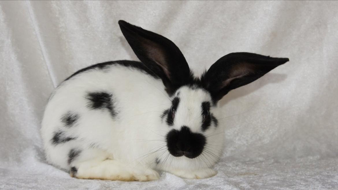 Kanin Plet billede 1