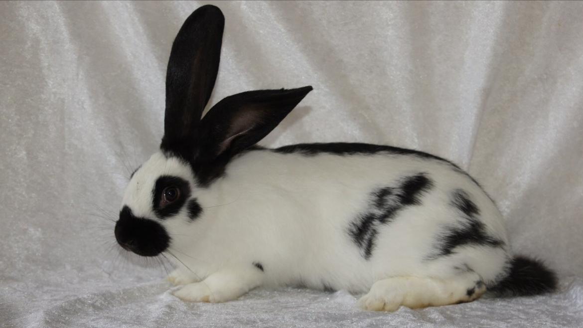 Kanin Plet billede 2