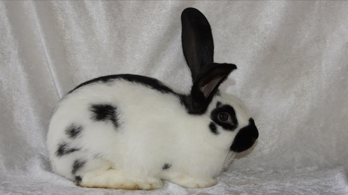 Kanin Plet billede 3