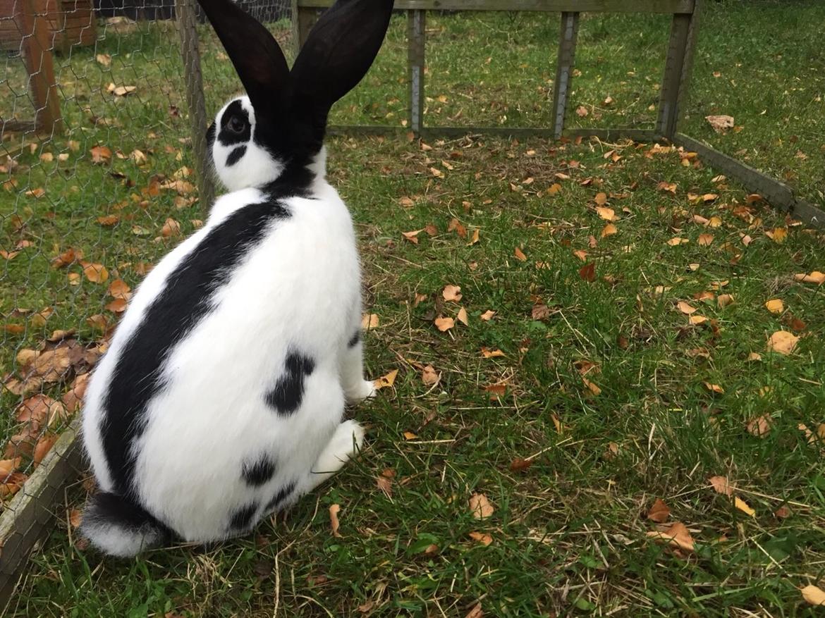 Kanin Plet billede 4