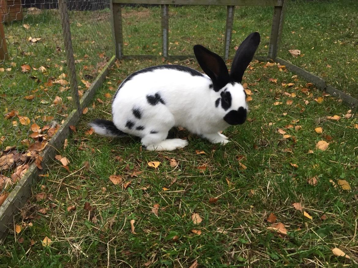 Kanin Plet billede 6