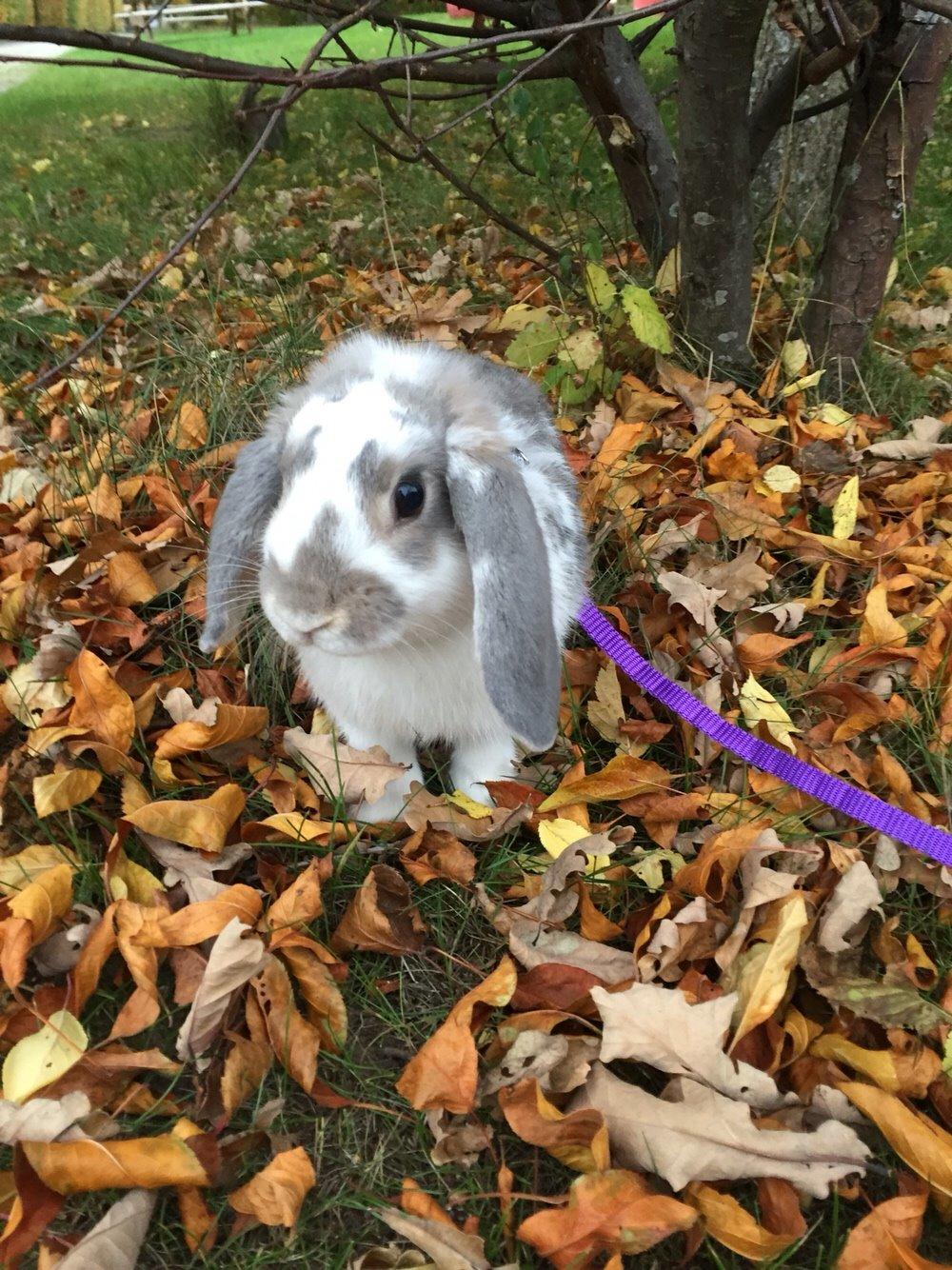 Kanin Smølfehusets Once in a Lifetime of 1D billede 14