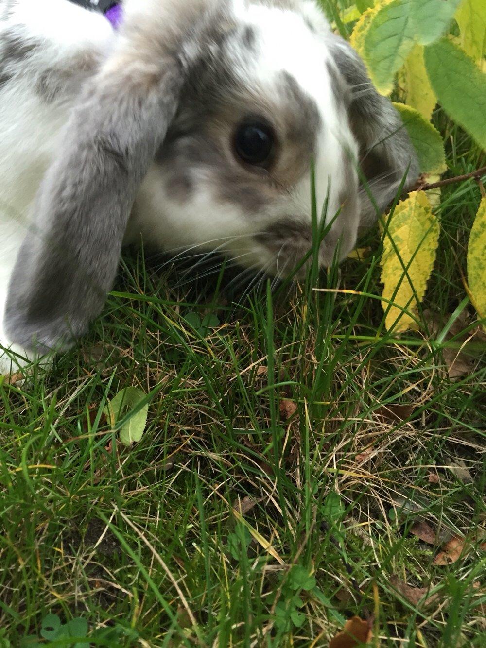 Kanin Smølfehusets Once in a Lifetime of 1D billede 15