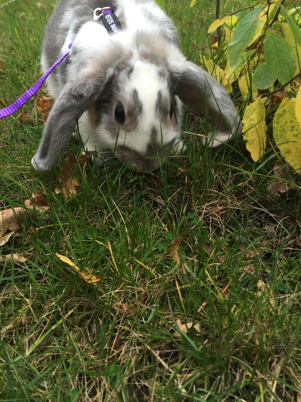 Kanin Smølfehusets Once in a Lifetime of 1D billede 16