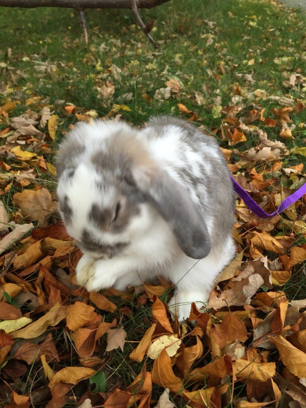 Kanin Smølfehusets Once in a Lifetime of 1D billede 17