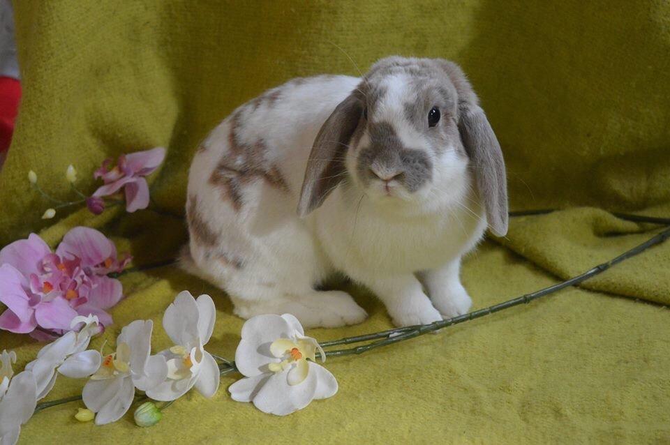 Kanin Aries Sri Lila billede 12