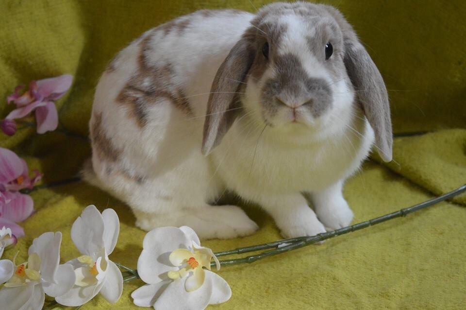 Kanin Aries Sri Lila billede 13