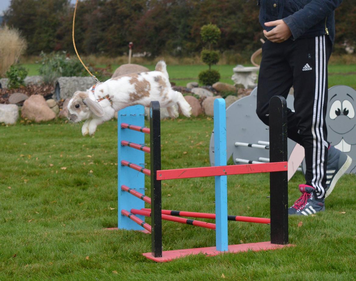 Kanin Aries Sri Lila billede 1