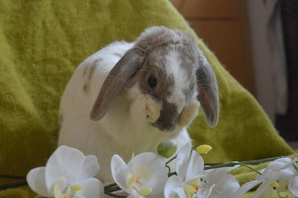 Kanin Aries Sri Lila billede 14